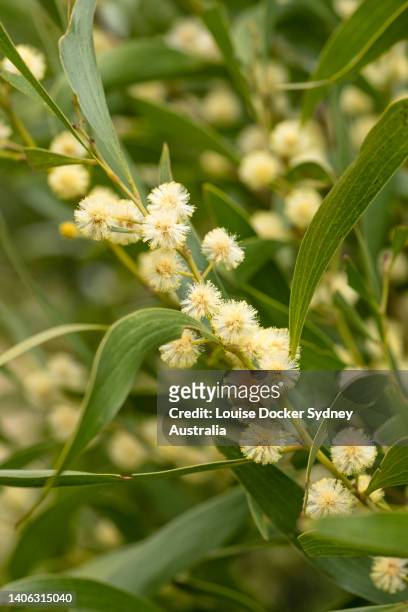 close up of a branch of blackwood wattle in bloom - louise docker sydney australia stock pictures, royalty-free photos & images