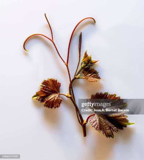 close-up of grape leaf and bunch of grapes in spring on a white background. - vineyard leafs foto e immagini stock