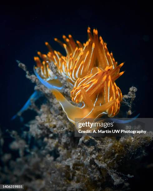 close-up of mediterranean seaslug (dondice banyulensis) - ocean wildlife stock pictures, royalty-free photos & images