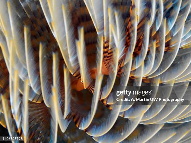 texture of the gills of a tubeworm (sabella spallanzani). underwater picture of a live animal. - red tube worm stock pictures, royalty-free photos & images