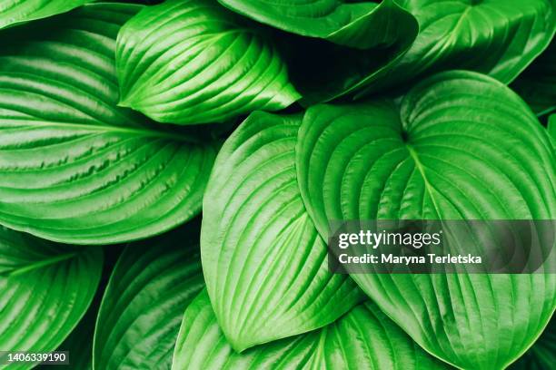 background with big green leaves. natural background. tropical tree leaves. - energy abstract green background stock pictures, royalty-free photos & images