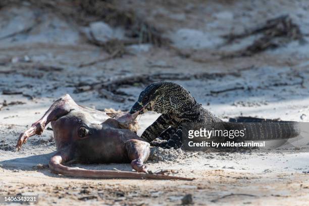 tree dwelling lace monitor lizard feeding on a kangaroo carcass. - lace monitor stock-fotos und bilder