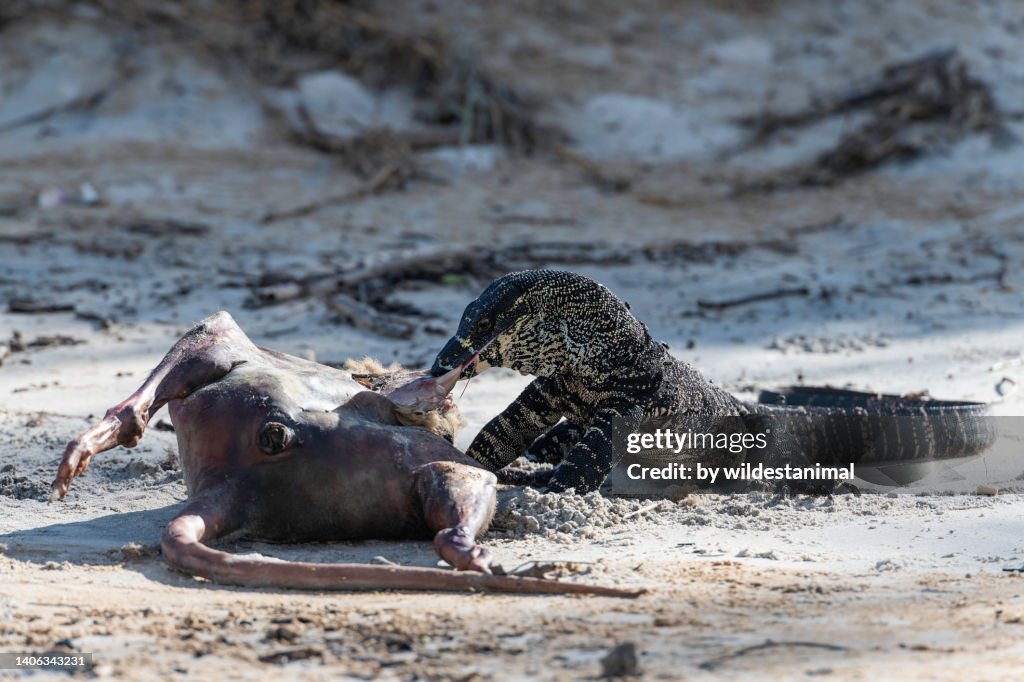 Tree dwelling lace monitor lizard feeding on a kangaroo carcass.
