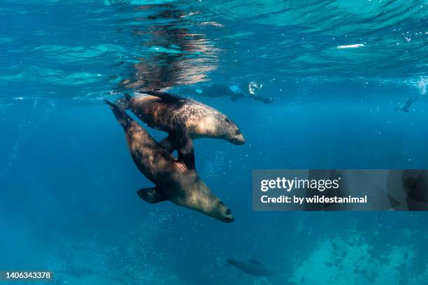 two australian fur seals and a female diver. - seal fin stock pictures, royalty-free photos & images