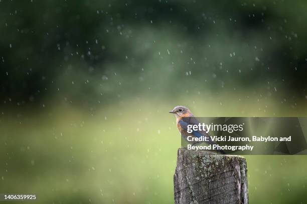 Rain Bird Photos and Premium High Res Pictures - Getty Images Rain Bird Photos and Premium High Res Pictures - Getty Images