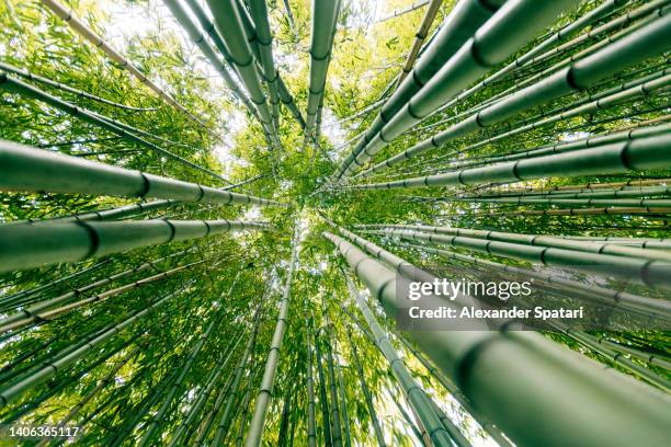 low angle view of bamboo trees in the forest - bamboo plant stockfoto's en -beelden