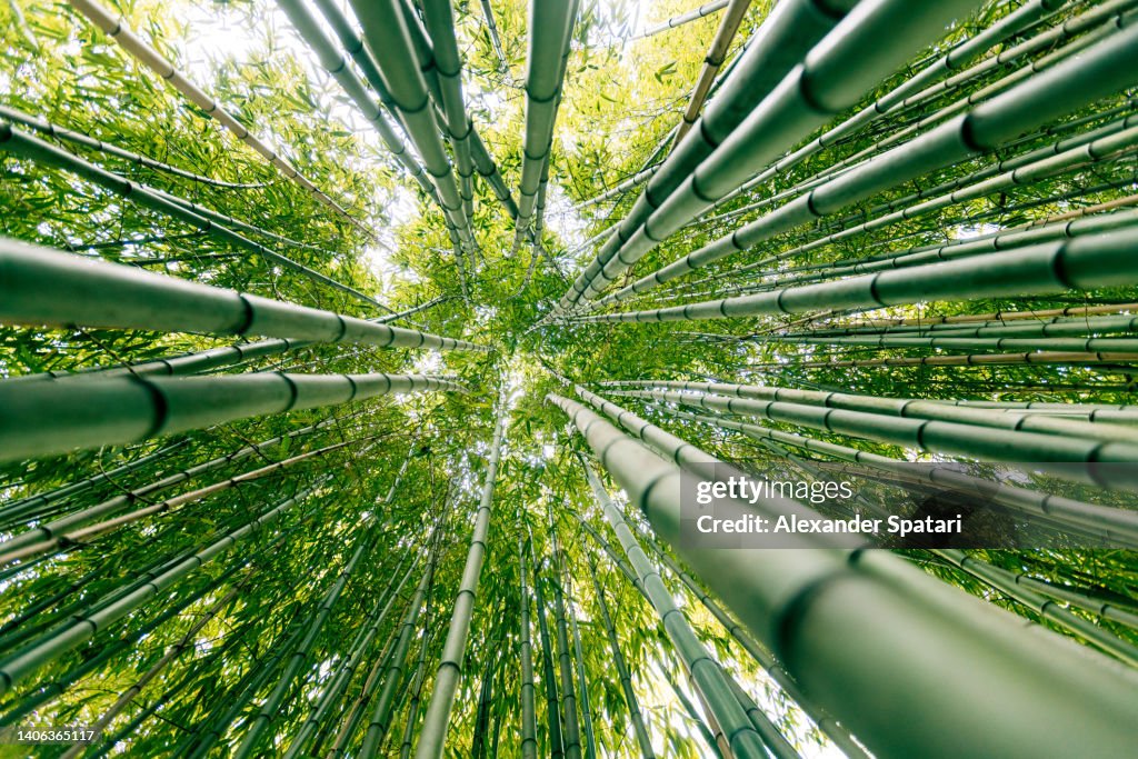Low angle view of bamboo trees in the forest