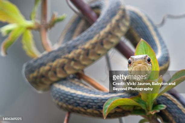 eyes of a garter snake wrapped around branch on warm day in pennsylvania - garter snake stock-fotos und bilder