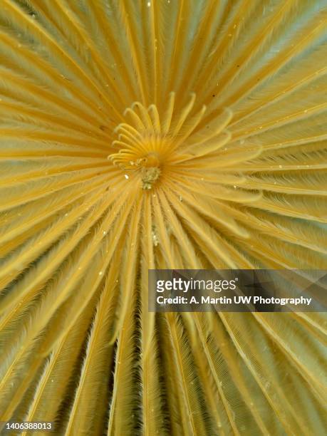 texture of the gills of a tubeworm (sabella spallanzani). underwater picture of a live animal. - red tube worm stock pictures, royalty-free photos & images