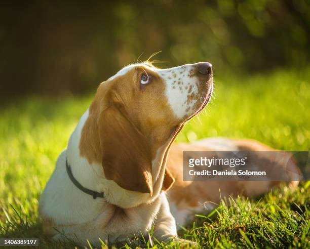 adorable basset hound sits with cute expression in the forest - basset hound stockfoto's en -beelden