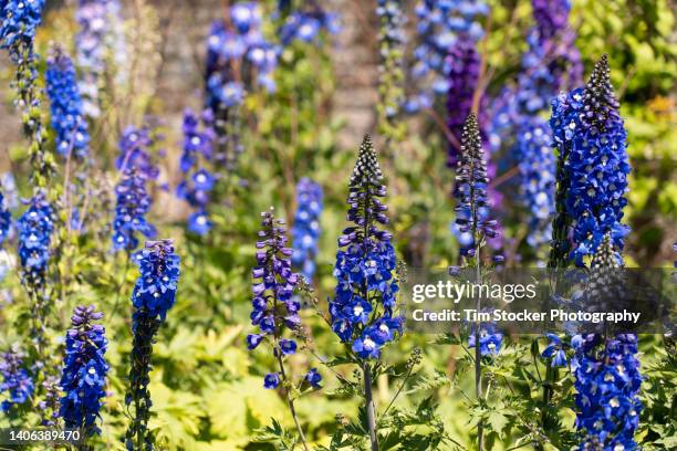 delphinium flowers (king arthur group) - delphinium stock pictures, royalty-free photos & images