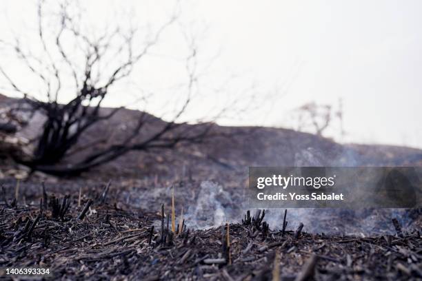 smouldering ground due to a forest fire - fire ember stock pictures, royalty-free photos & images