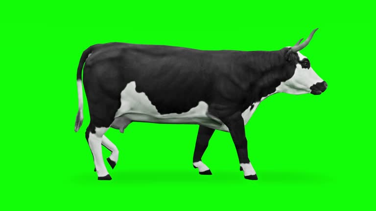 276 Cow Green Screen Videos and HD Footage - Getty Images 276 Cow Green Screen Videos and HD Footage - Getty Images