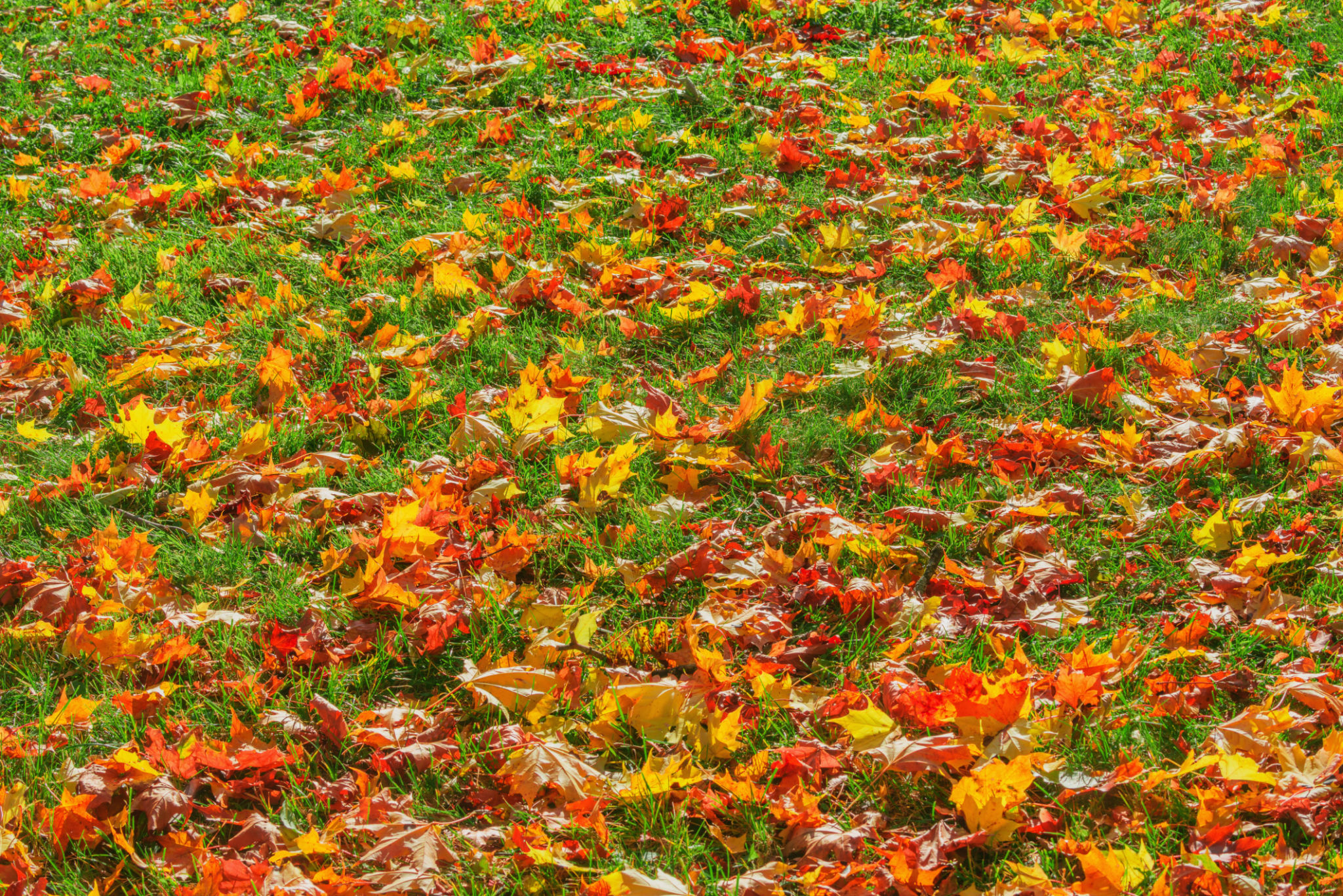 fall leaves yard