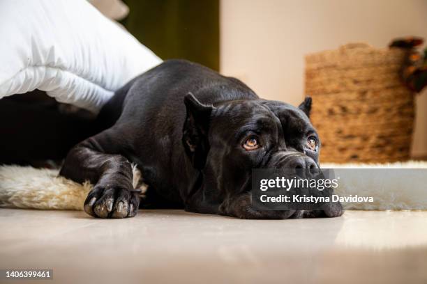 happy dog resting - big dog little dog stock pictures, royalty-free photos & images