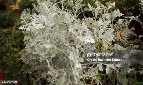 a very different looking 'silver dust' shrub plant . senecio cineraria. asteraceae family. - cineraria maritima stock pictures, royalty-free photos & images