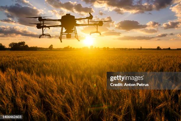 agricultural drone at sunset on a wheat field. innovation in agriculture - stubble stock-fotos und bilder
