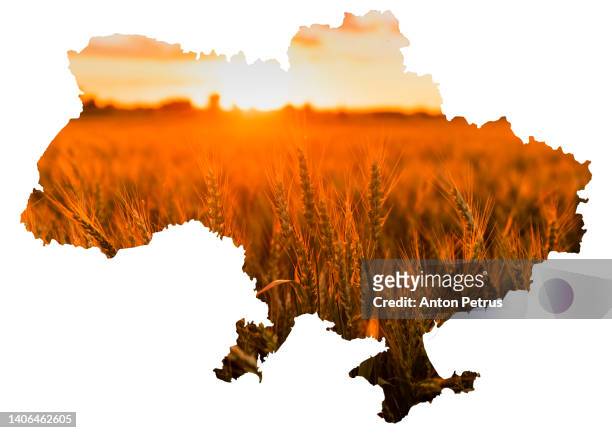 field of wheat on the background of the map of ukraine. - kyiv map stock pictures, royalty-free photos & images