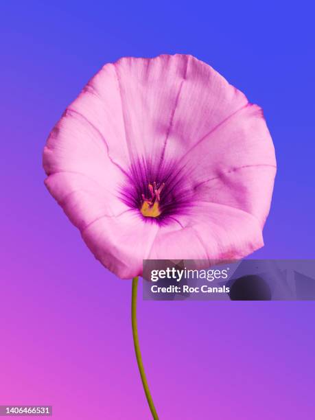 morning glory flower - flores fotografías e imágenes de stock