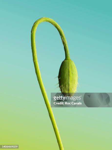bud - bud opening stock pictures, royalty-free photos & images