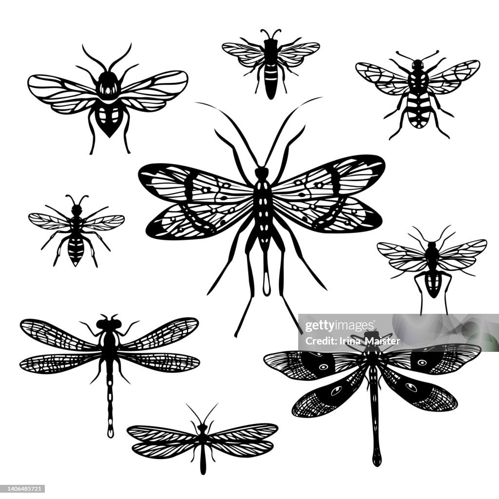 Flying Insects Outlines Set Of Silhouettes Of Flying Insects Graphic Illustrations Of Flying ...