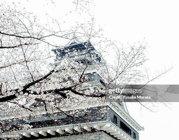 cherry blossoms with kumamoto castle - kumamoto city stock pictures, royalty-free photos & images