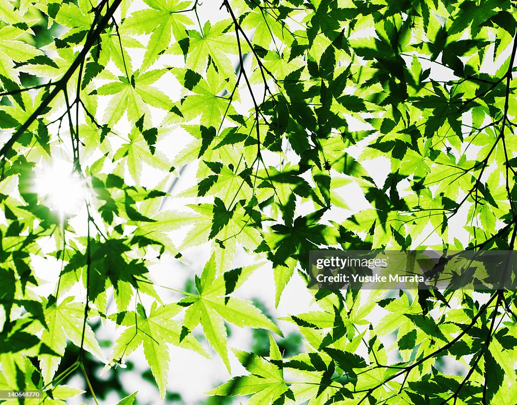 Grren maple leaves