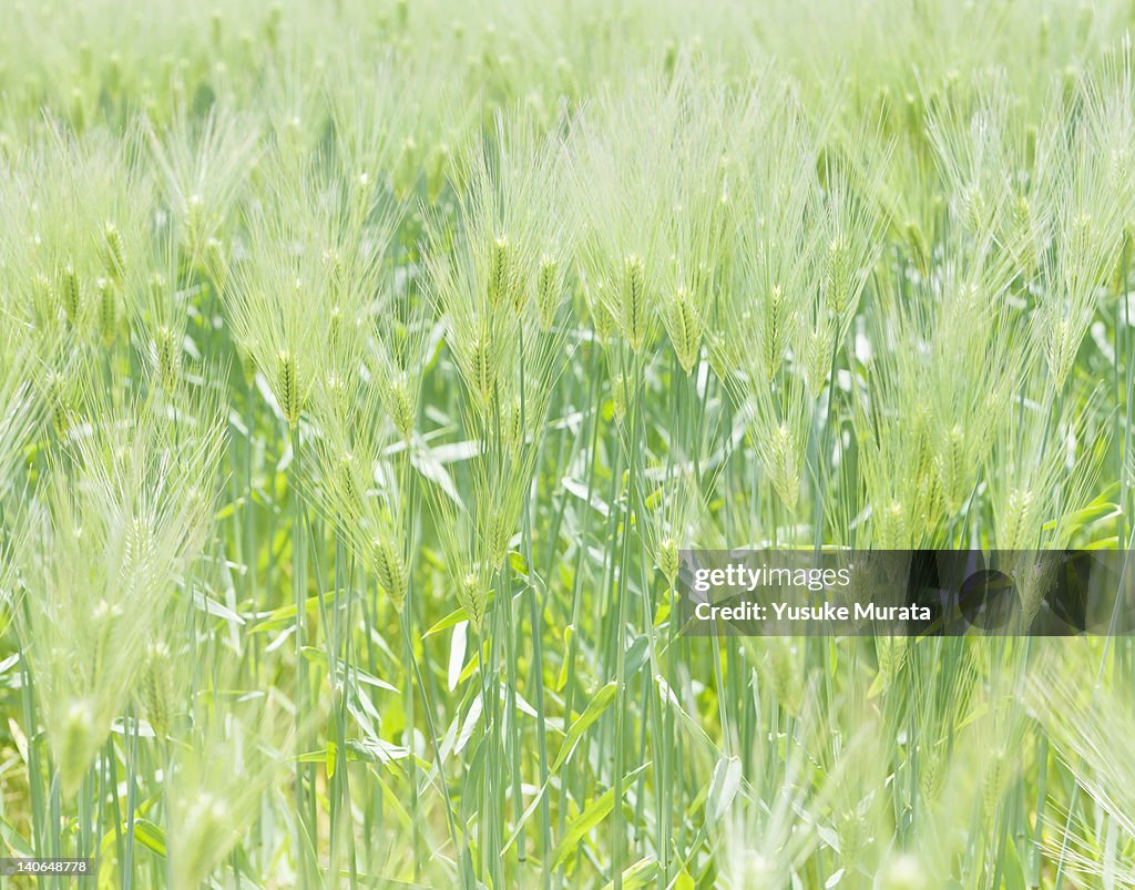 Green wheat field in Spring