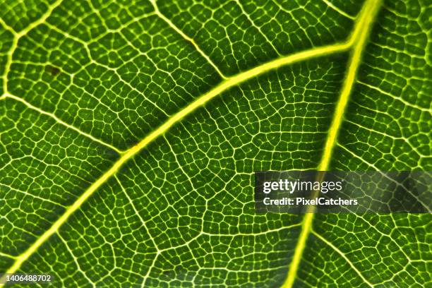 detalles macro de las venas fractales en la hoja verde - fisiología fotografías e imágenes de stock