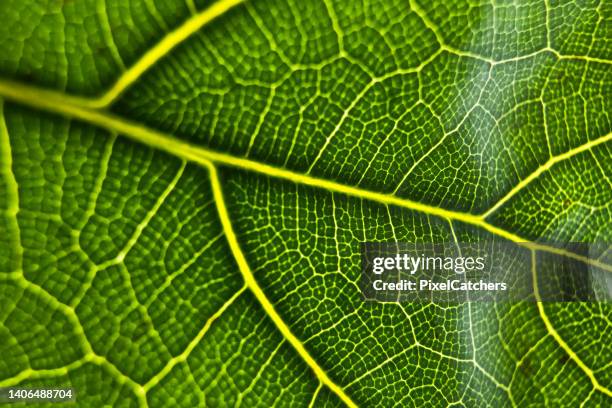 high contrast veins on leaf with intricate fractal details - photosynthesis stock pictures, royalty-free photos & images