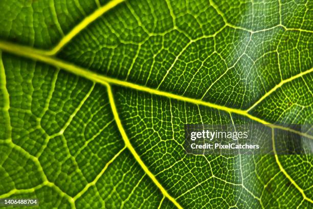 high contrast veins on leaf with intricate fractal details - photosynthesis 個照片及圖片檔