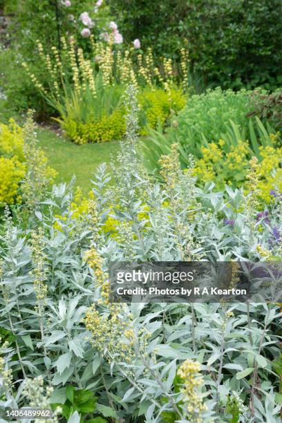 artemisia ludoviciana in a summer cottage garden - artemisia stock pictures, royalty-free photos & images