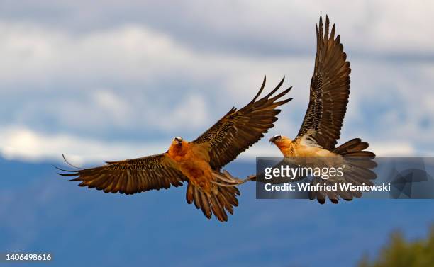 bearded vulture - vertebrate stockfoto's en -beelden