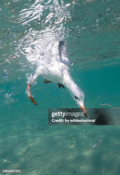 underwater view of a sea gull, booderee national park, jervis bay, australia. - jervis bay stock pictures, royalty-free photos & images