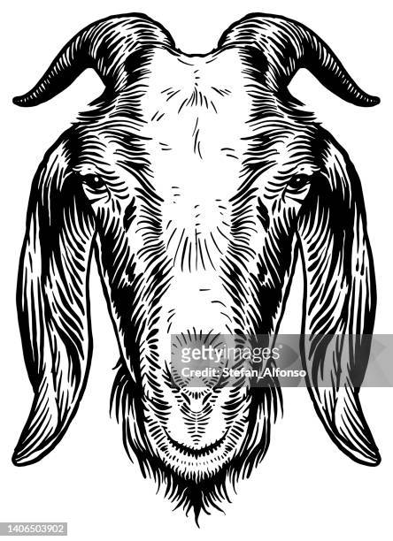 ilustraciones, imágenes clip art, dibujos animados e iconos de stock de dibujo vectorial de una cabeza de cabra - cabra mamífero ungulado