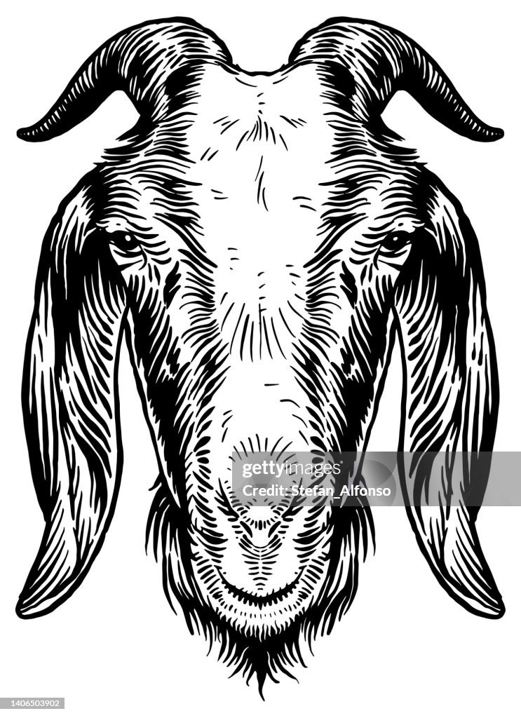 Vector drawing of a head of a goat