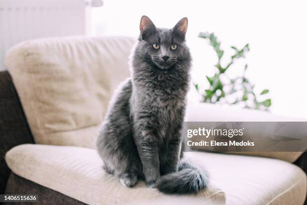 a beautiful seven-month-old gray maine coon kitten sits on an armchair at home. rest and relaxation - maine coon cat stock-fotos und bilder