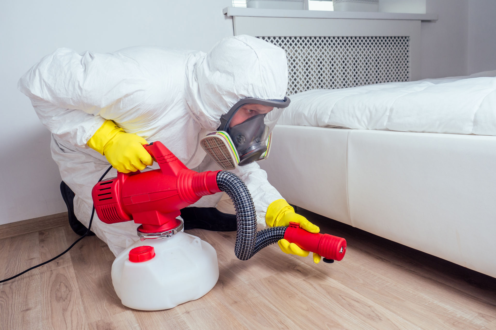 bed bug prevention