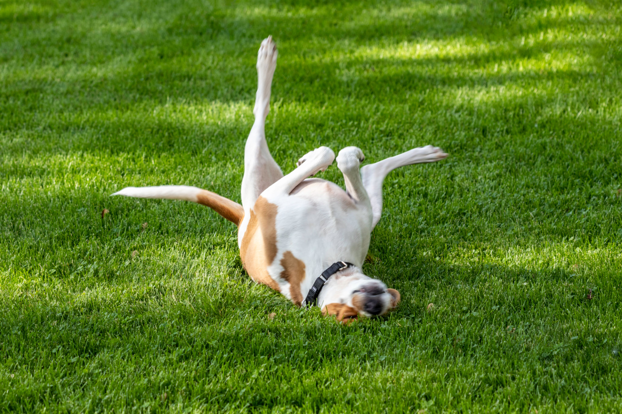 funny pet exercise