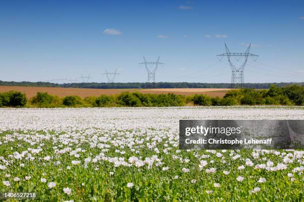 field of white poppies, france - marne stock pictures, royalty-free photos & images