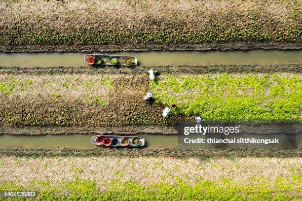 top view of farm worker harvesting fresh green leaf lettuce vegetable in a row in vegetable garden groove. - lettuce texture stock pictures, royalty-free photos & images