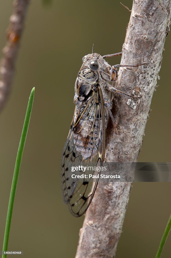 Cicada orni (cicada)