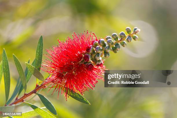 bottlebrush flower starting to bloom - australian native flowers stock pictures, royalty-free photos & images