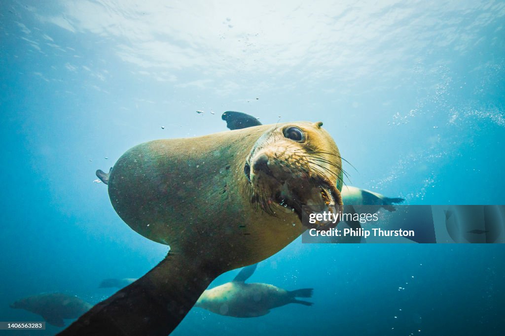Close up of an Australian fur seal with its mouth wide open barking at the camera
