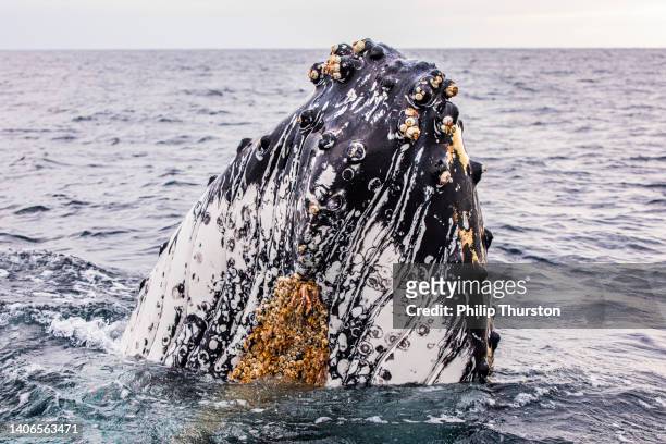 primer plano de un espía de ballena jorobada saltando con percebes y detalle de la superficie de la piel - barnacle fotografías e imágenes de stock