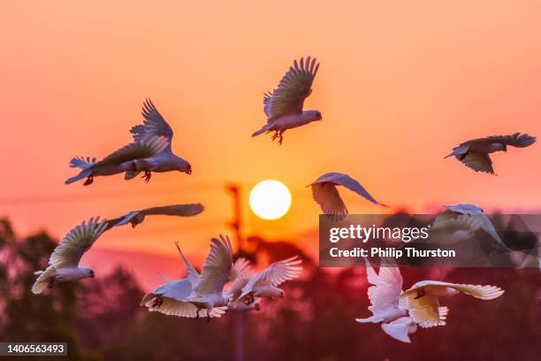 flock of australian cockatoos with bright orange setting sun - cockatoo silhouette stock pictures, royalty-free photos & images