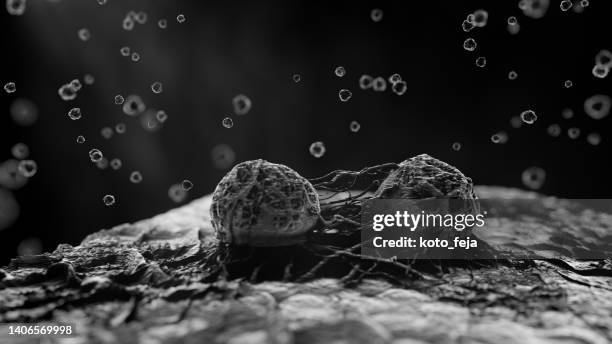 cellule maligne del cancro - tumore metastatico foto e immagini stock