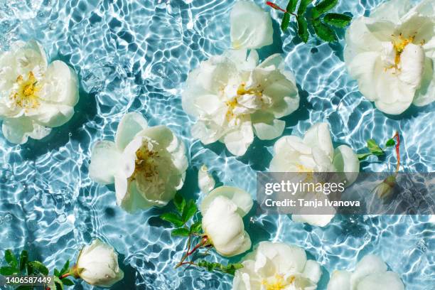 white flowers and buds floating on the blue surface of the water with rings and ripples, splashes and bubbles. spa and cosmetics background. summer minimal nature concept. - floral pattern water colour stock-fotos und bilder