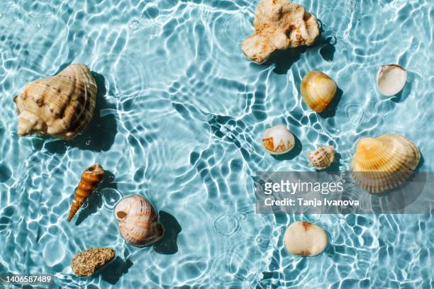 sea shells floating on the white surface of the water with rings and ripples, splashes and bubbles. spa and cosmetics background with copy space. summer minimal tropical beach concept. - conchiglia foto e immagini stock