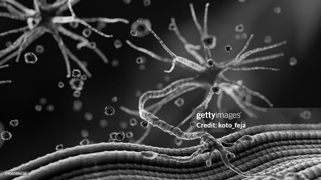 Neuromuscular Junction